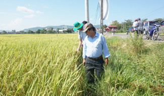 Vụ Hè Thu năm 2023 đạt về năng suất và sản lượng. Ảnh: THU DỊU 